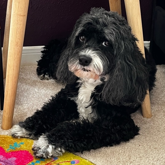 Meet your Posher, Melissa 💜 - Picture 4 of 15